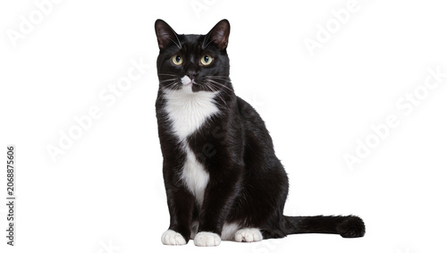 Canvas Print Black and white tuxedo cat sitting attentively