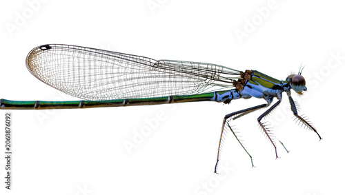 фотографія Blue and green damselfly with wings and long body
