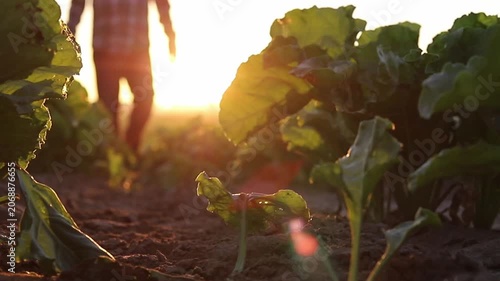 A farmer walks through rows of green leafy plants in a field during the beautiful golden hour. The sun sets behind him, casting warm light across the soil and crops