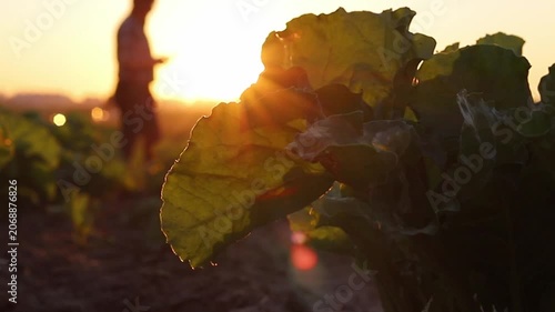 A farmer walks through a green field of large leafy plants, illuminated by the warm, golden light of a setting sun. Sunrays shine beautifully through the leaves during golden hour