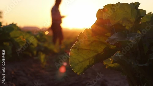 A person stands in a large field of green leafy vegetables at sunset