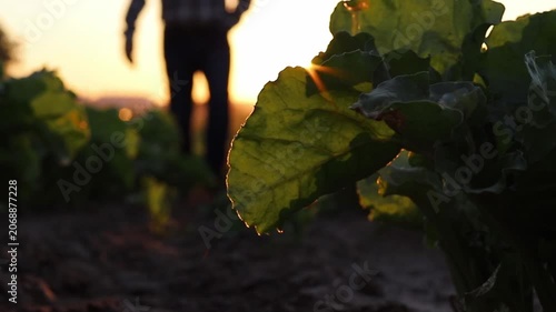 A farmer in a plaid shirt walks through a vibrant field of green crops as the sun sets. Golden light shines through the leaves, creating a warm glow over the farming land