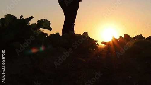 A solitary figure moves through a cultivated field at sunrise. Golden light streams over the horizon, illuminating the leafy plants with warm sun rays, creating a beautiful silhouette