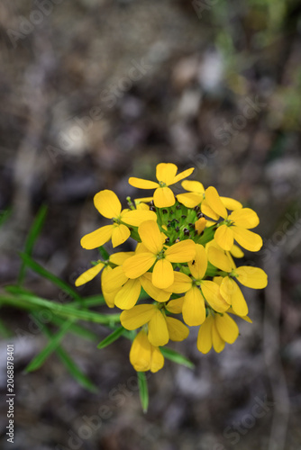 Fotografi The inflorescence is sandy wallflower