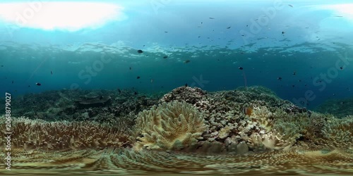 Tropical colourful underwater seascape. Tropical fishes and coral reef underwater. Underwater landscape. 360VR Video.