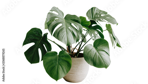 Large green monstera plant in textured pot, isolated on transparent background