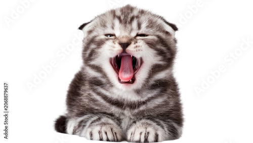 Scottish Fold kitten yawning widely with pink tongue and sharp teeth, isolated on transparent background