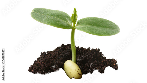 Green seedling emerging from soil with seed, isolated on transparent background