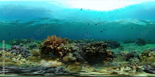Tropical coral reef and fishes underwater. Hard and soft corals. Virtual Reality 360.