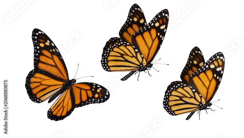 Three monarch butterflies with orange and black wings, isolated on transparent background