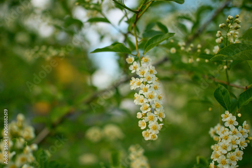 Spring awakening concept featuring vibrant white flowering hackberry twigs on a blurred organic background