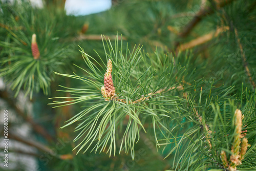 A close-up shot of a pinus branch featuring long green needles and a small brown male cone at the center