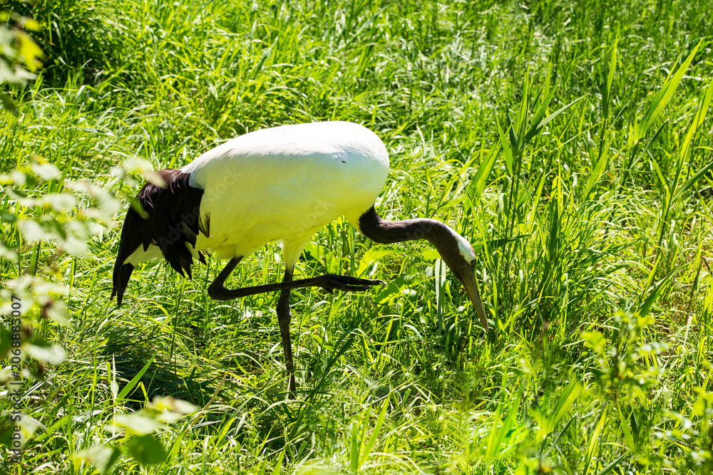 Fototapeta premium Side view of demoiselle crane standing on one leg in grassy area during a sunny morning, St-Félicien, Québec, Canada