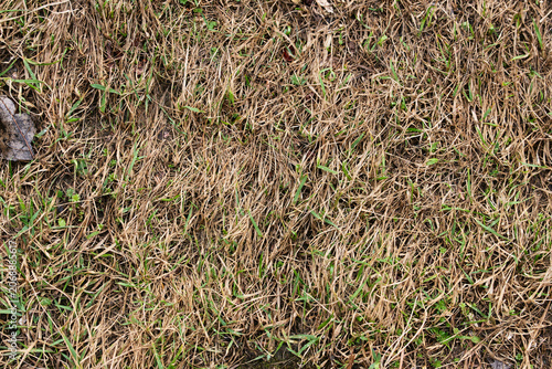 Old withered grass protecting new life, abstract organic pattern