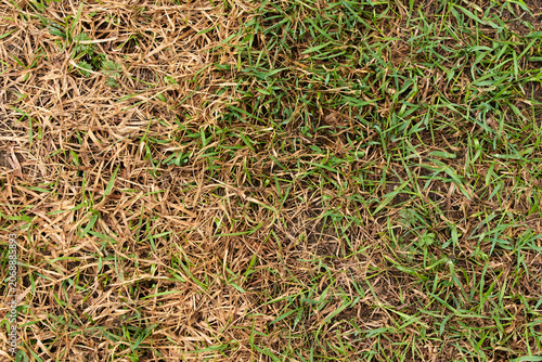Abstract nature background of dry brown grass and fresh green blades