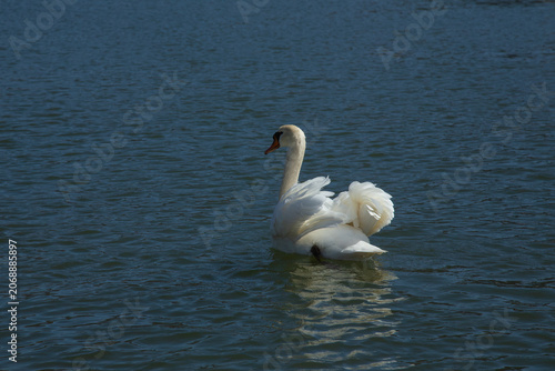A beautiful graceful white mute swan swimming on the calm dark blue water surface of a peaceful lake on a sunny spring day