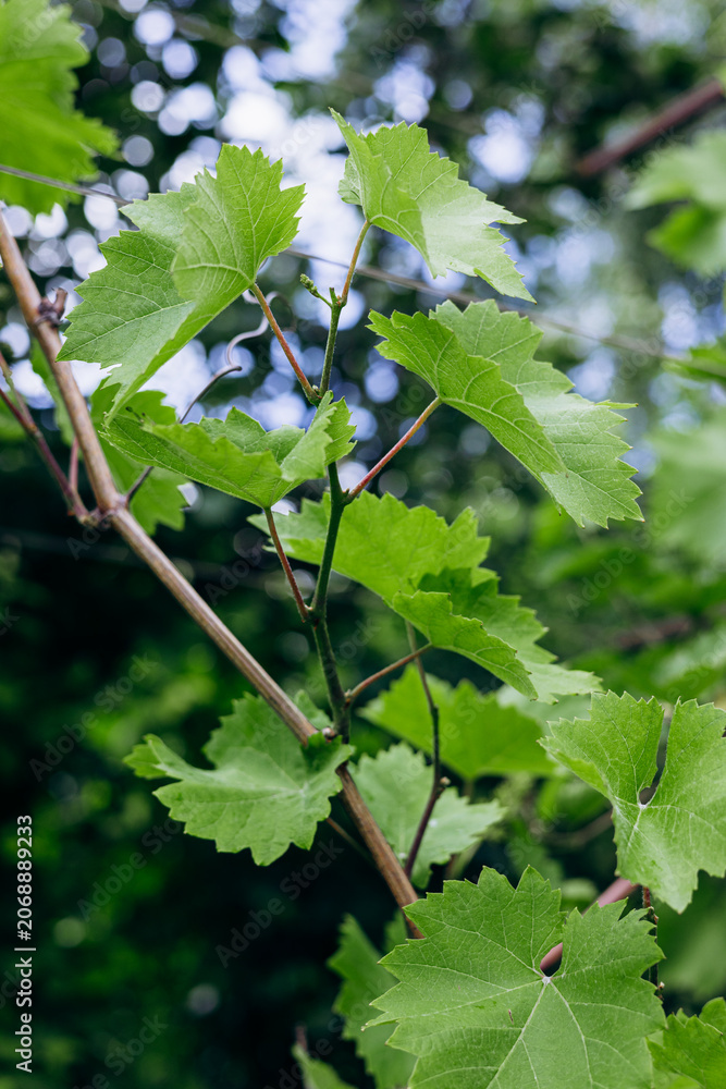 Fototapeta premium grapevine branch with broad green leaves and delicate hanging clusters of tiny early-stage flower buds that will later develop into grapes