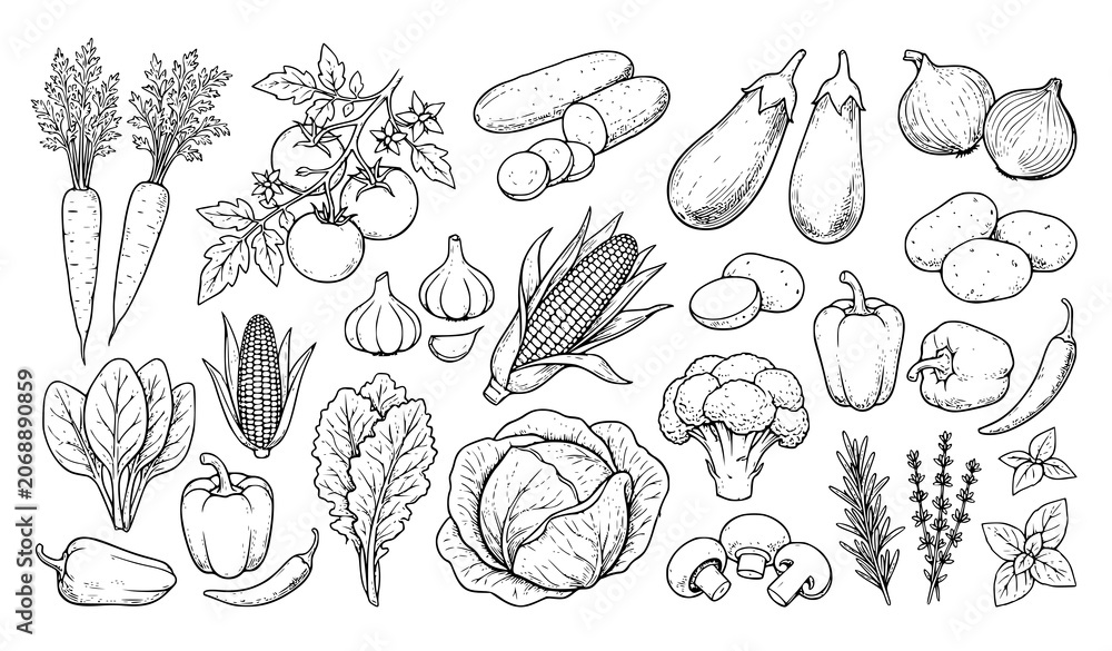 Fototapeta premium Hand Drawn Fresh Vegetables Collection Botanical Food Vector Illustration Set