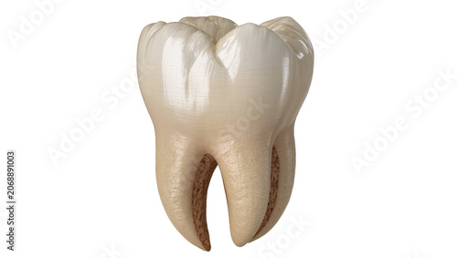 Canvastavla Realistic human molar tooth with visible roots, isolated on transparent backgrou
