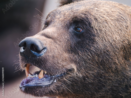 portrait of a hokkaido brown bear,closeup shot
