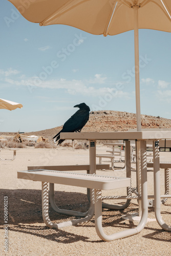 Raven perched on a desert picnic table