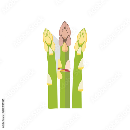 Flat illustration of asparagus spears with buds