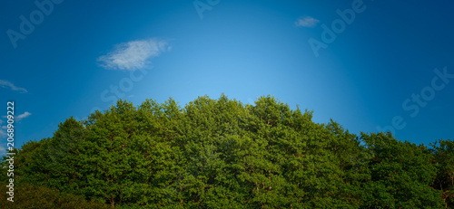 Lush green forest canopy under a clear blue sky with a few scattered clouds, showcasing vibrant foliage and natural beauty in a serene outdoor setting