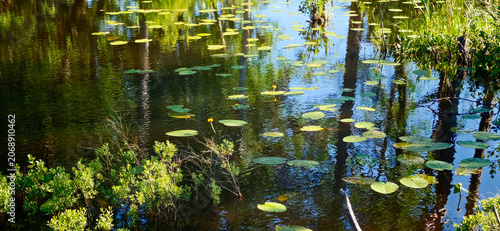 Tranquil freshwater pond with lily pads and reflections of trees, surrounded by lush green vegetation in a natural outdoor setting