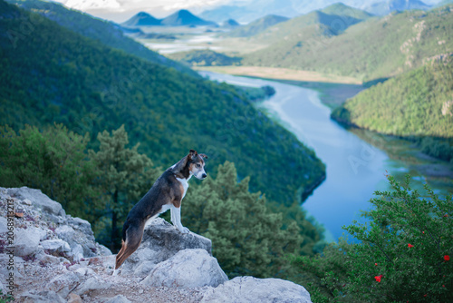 Obraz na plátně Tricolor mixed breed dog sitting on rocky cliff above winding river and mountain