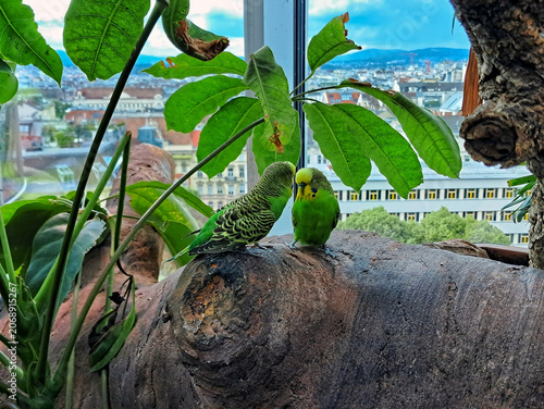 Two green budgerigar parrots sitting together on a branch inside a glass aviary with a scenic city panorama in the background.