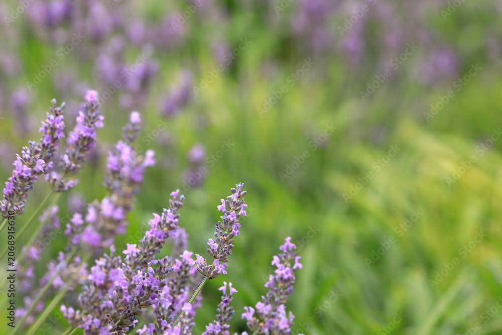 Obraz premium 風に揺れるラベンダーとやわらかな緑の背景 / Lavender flowers swaying in the breeze with soft green background