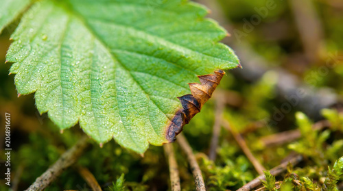 Green leaf with burn mark on edge showing natural damage and texture in close up nature scene
