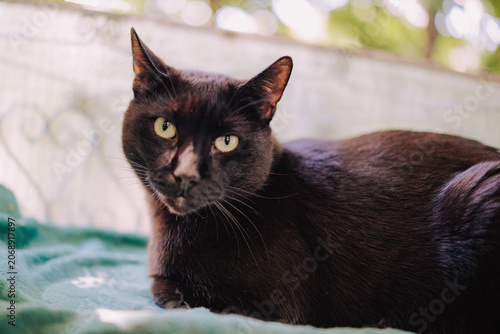 black cat with green eyes