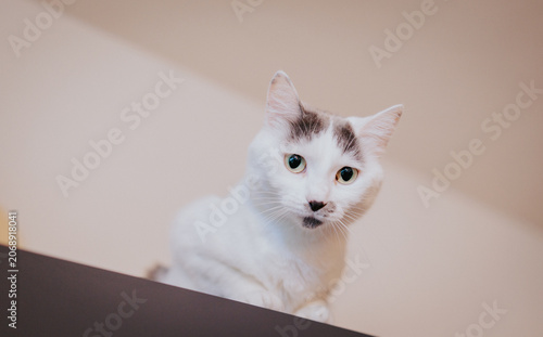 white cat on a chair