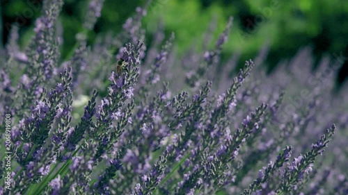 A delicate beautiful bee hovers and feeds among blooming lavender flowers in a sunlit field. The shallow depth of field creates a dreamy atmosphere, highlighting nature, pollination, summer colors