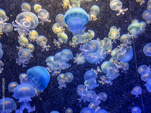 A cluster of translucent moon jellyfish (Aurelia aurita) floating gently in dark water under subtle white lighting inside a public aquarium.
