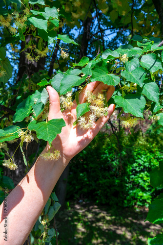 The touch of a hand on the flowers of a linden tree in a park.