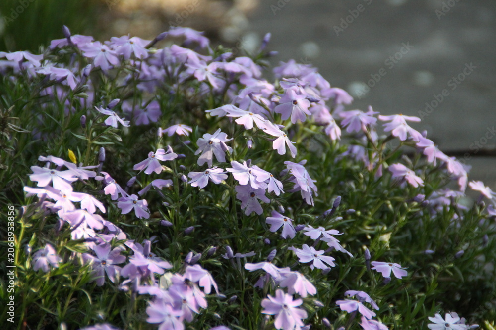 Obraz premium purple flowers in the garden