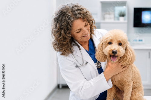 Modern Pet Healthcare Consultation Featuring Female Veterinarian and Happy Healthy Poodle, Copy Space