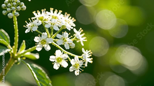 Small white blossoms on branch in sunny garden