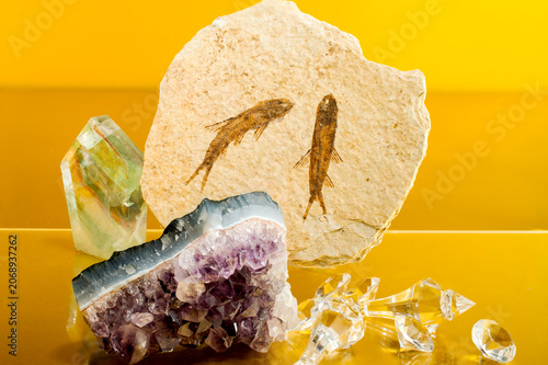 Ancient Fish Fossils and Gemstones Arranged on Gold Background — Natural History Collection