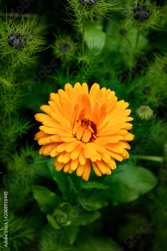 Vibrant orange calendula blossom blooming in summer nature