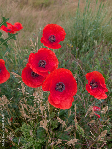 Blooming corn poppies Papaver rhoeas in a summer meadow. Concept of biodiversity, pollinator habitat and wildflower conservation.