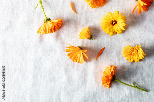 Organic calendula flowers scattered on a white linen background