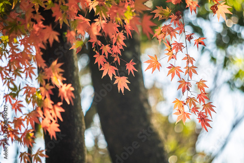 Backlit Japanese Maple Leaves with Soft Autumn Bokeh