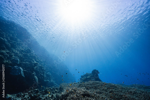 Bild auf Leinwand Sunlit coral reef with abundant tropical marine biodiversity