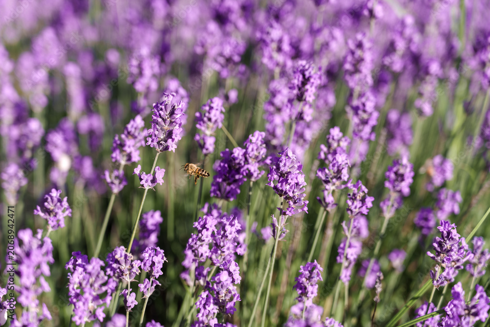 Fototapeta premium Lavender blooms, honey bees pollinate the plant collecting nectar, the peak of summer and the holiday season, collecting aromatic herbs for cosmetics and medicines