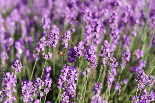Foto Lavender blooms, honey bees pollinate the plant collecting nectar, the peak of s