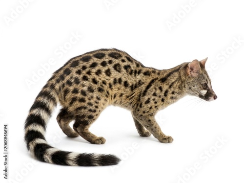 Common genet standing on white studio background with sharp focus and detailed spots for wildlife education and zoological marketing