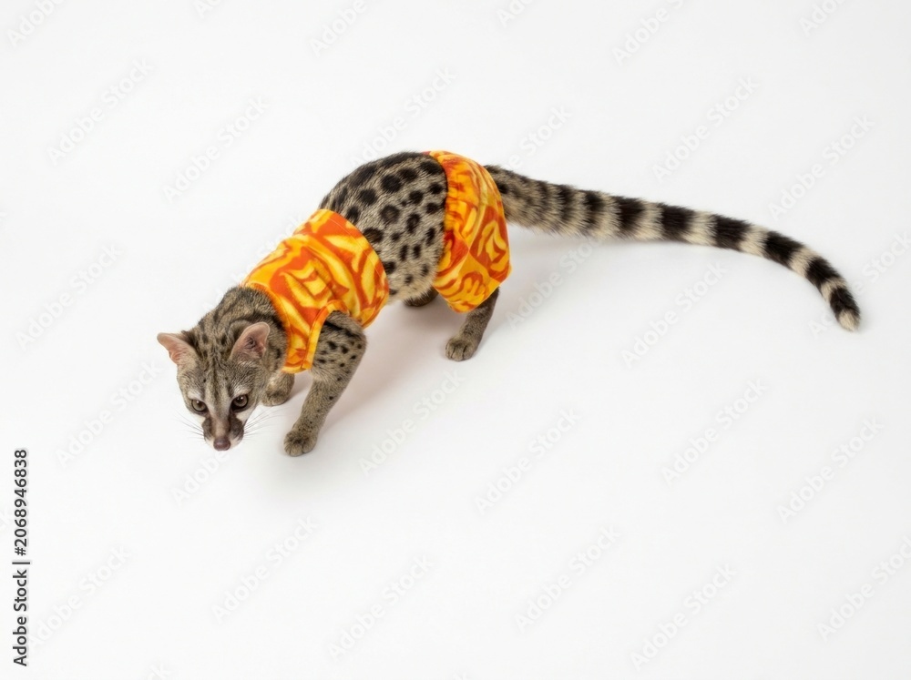 Obraz premium Common genet wearing vibrant orange pet clothing on white studio background with sharp focus for quirky exotic pet marketing